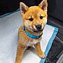 puppy, dog, blue_collar, car_interior, floor_mat, white_pad, pet, canine, fur, cute, young_dog, indoors, sitting, looking_up, animal, companion, adorable, small_dog, friendly, pet_accessory
