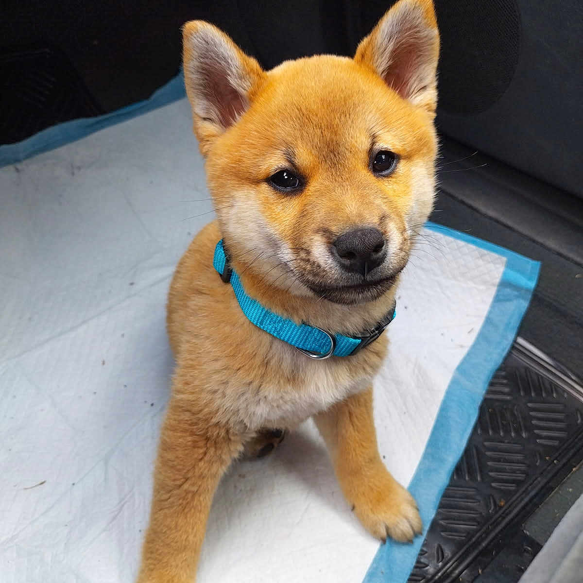 Attila a rejoint le concours — aidez-le/la à gagner de superbes lots ! adorable, animal, blue_collar, canine, car_interior, companion, cute, dog, floor_mat, friendly, fur, indoors, looking_up, pet, pet_accessory, puppy, sitting, small_dog, white_pad, young_dog