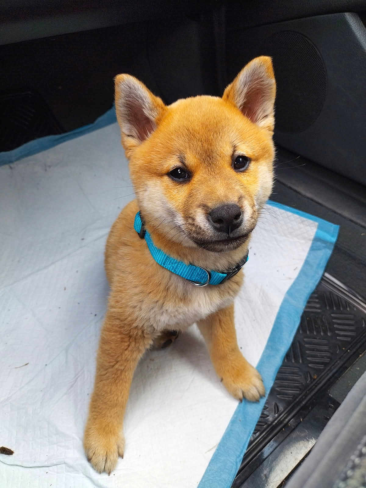 Attila a rejoint le concours — aidez-le/la à gagner de superbes lots ! puppy, dog, blue_collar, car_interior, floor_mat, white_pad, pet, canine, fur, cute, young_dog, indoors, sitting, looking_up, animal, companion, adorable, small_dog, friendly, pet_accessory