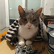 Pompon participe au concours pour gagner de l'argent avec cette photo : animal, background, blanket, box, can, cat, curtains, domestic, ears, fur, household_items, indoor, orange_rug, paws, pet, scarf, striped, table, whiskers, window