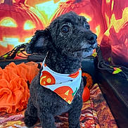 Rocky joined the competition — help win amazing prizes! dog, black_dog, pet, bandana, halloween, jack_o_lantern, pumpkin, orange, decorations, autumn_leaves, festive, cute, curious, indoors, holiday, small_dog, portrait, costume, seasonal, animal