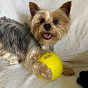 Twix a rejoint le concours — aidez-le/la à gagner de superbes lots ! animal, ball, close_up, companion, couch, cute, dog, domestic_animal, fur, happy, indoor, looking_up, paw, pet, playful, small_dog, smiling, toy, white_background, yorkshire_terrier