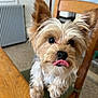 Twix a rejoint le concours — aidez-le/la à gagner de superbes lots ! adorable, animal, chair, closeup, companion, curious, cute, dog, domestic, fur, furry, houseplant, indoor, paw, pet, radiator, small_dog, table, tongue_out, wooden_chair