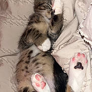 Nakya a rejoint le concours — aidez-le/la à gagner de superbes lots ! kitten, cat, sleeping, pink_paws, paw, belly, fur, whiskers, bed, blanket, cozy, pet, close_up, nap, tabby, white_paws, indoor, cute, soft_texture, tricolor