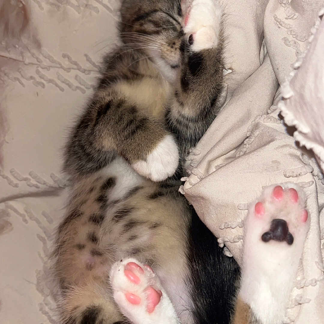 Nakya a rejoint le concours — aidez-le/la à gagner de superbes lots ! bed, belly, blanket, cat, close_up, cozy, cute, fur, indoor, kitten, nap, paw, pet, pink_paws, sleeping, soft_texture, tabby, tricolor, whiskers, white_paws