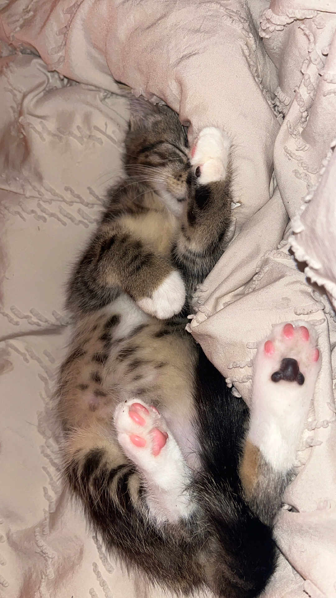 Nakya a rejoint le concours — aidez-le/la à gagner de superbes lots ! kitten, cat, sleeping, pink_paws, paw, belly, fur, whiskers, bed, blanket, cozy, pet, close_up, nap, tabby, white_paws, indoor, cute, soft_texture, tricolor