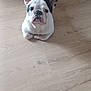 dog, french_bulldog, puppy, pet, animal, ears, floor, wooden_floor, indoor, toy, black_and_white, cute, pet_toy, looking, sitting, companion, domestic_animal, small_dog, fur, canine