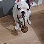 dog, french_bulldog, puppy, toy, rope_toy, indoor, wooden_floor, pet, animal, ears, white_dog, black_spots, looking_up, sitting, floor, cute, playful, pet_toy, young_dog, household