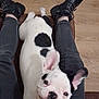 dog, french_bulldog, black_and_white, pet, indoor, legs, boots, jeans, floor, wood_floor, furniture, sitting, looking_up, cute, playful, animal, companion, relaxing, happy, smiling