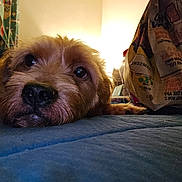 Simba joined the competition — help win amazing prizes! dog, close_up, lying_down, brown_fur, pet, indoors, blue_surface, snack_bag, soft_lighting, cozy, portrait, mammal, animal, face, whiskers, curious, relaxed, household, domestic_dog, furry