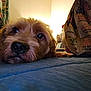 dog, close_up, lying_down, brown_fur, pet, indoors, blue_surface, snack_bag, soft_lighting, cozy, portrait, mammal, animal, face, whiskers, curious, relaxed, household, domestic_dog, furry