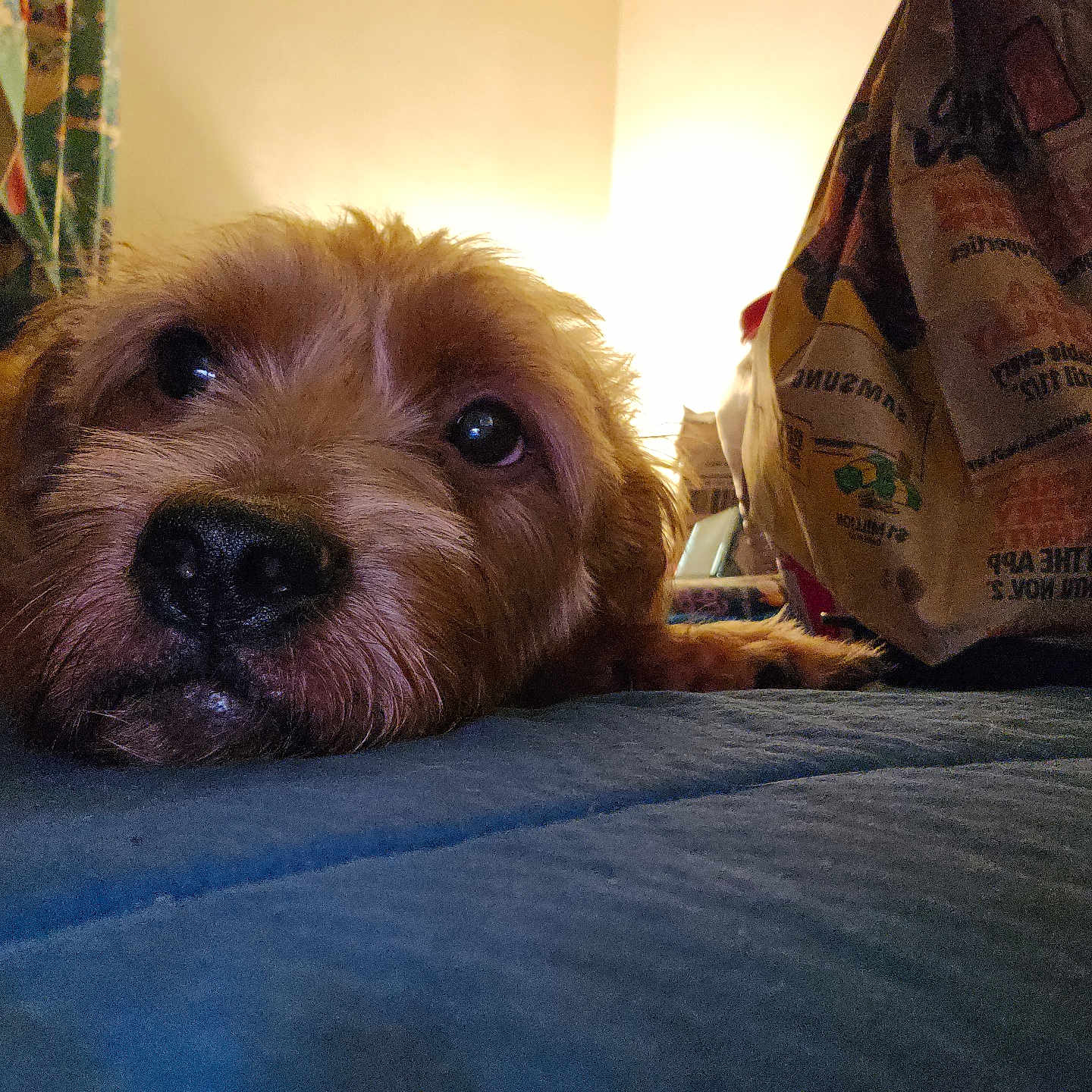 Simba joined the competition — help win amazing prizes! animal, blue_surface, brown_fur, close_up, cozy, curious, dog, domestic_dog, face, furry, household, indoors, lying_down, mammal, pet, portrait, relaxed, snack_bag, soft_lighting, whiskers