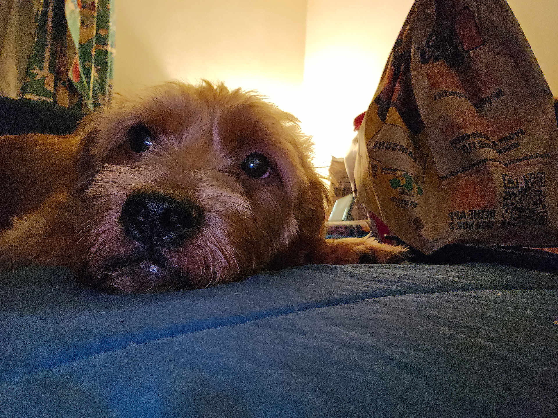Simba