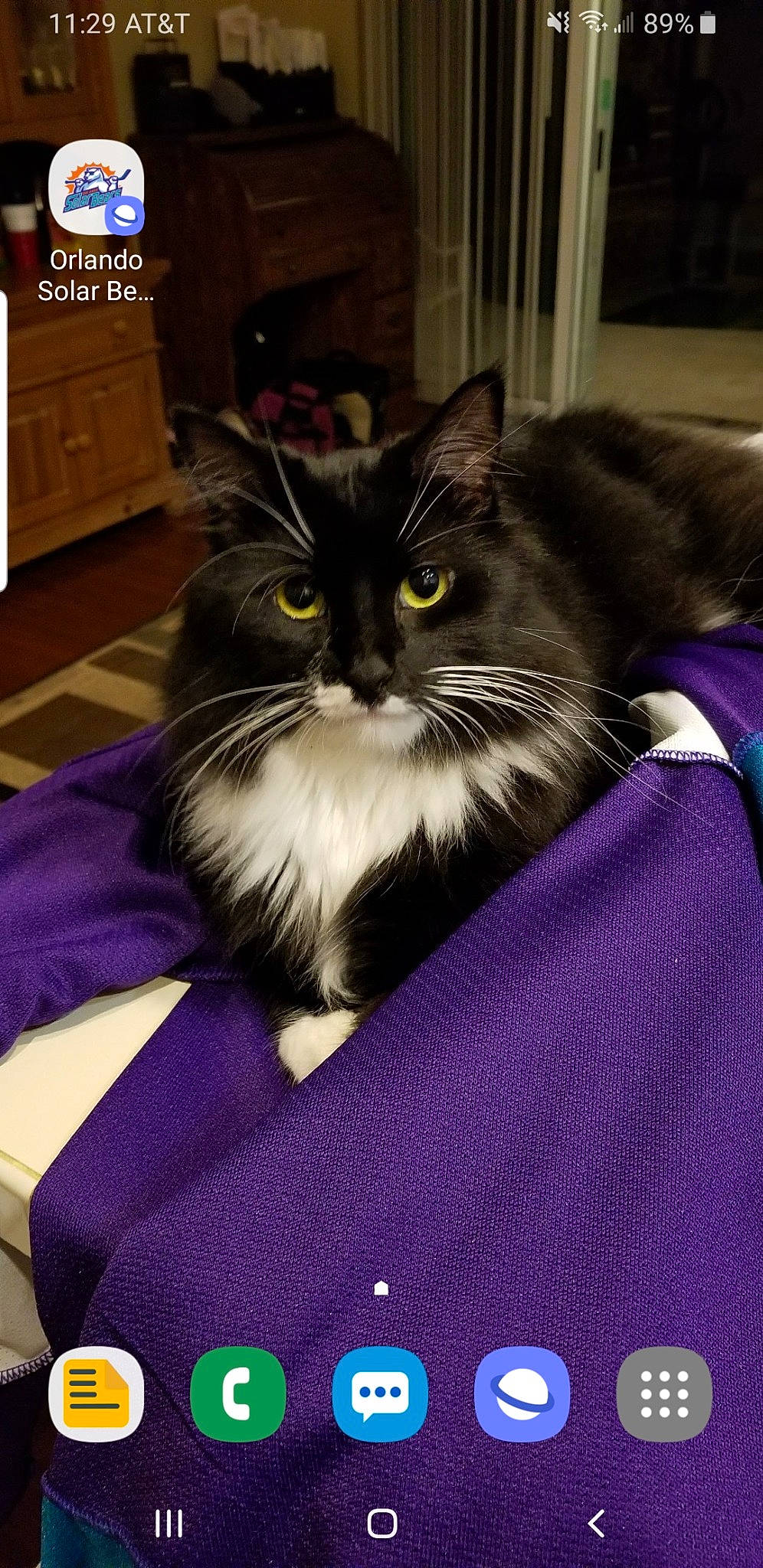 Fluffanutter joined the competition — help win amazing prizes! carnivore, cat, domestic_long_haired_cat, felidae, games, kitten, maine_coon, mammal, norwegian_forest_cat, purple, ragamuffin, small_to_medium_sized_cats, whiskers