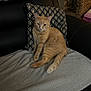Thor a rejoint le concours — aidez-le/la à gagner de superbes lots ! abyssinian, animal, architecture, armchair, blanket, building, cat, chair, couch, cushion, furniture, homedecor, indoors, interiordesign, kitten, livingroom, manx, pet, pillow, room