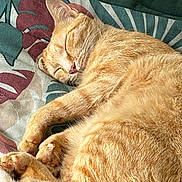 Thor participe au concours pour gagner de l'argent avec cette photo : abyssinian, animal, bed, bedroom, blanket, cat, chair, couch, cushion, furniture, homedecor, indoors, kitten, manx, person, pet, quilt, room, siamese, sleeping
