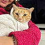 Thor a rejoint le concours — aidez-le/la à gagner de superbes lots ! abyssinian, adult, animal, blanket, cat, clothing, face, female, head, hoodie, kitten, knitwear, manx, person, pet, siamese, sweater, sweatshirt, towel, woman