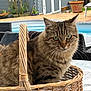 Plume participe au concours pour gagner de l'argent avec cette photo : abyssinian, animal, architecture, backyard, basket, building, cat, grass, jar, kitten, manx, nature, outdoors, pet, plant, planter, pottedplant, pottery, vase, yard