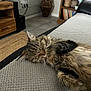 Plume a rejoint le concours — aidez-le/la à gagner de superbes lots ! animal, architecture, bed, bedroom, building, cat, couch, drawer, furniture, hardwood, homedecor, indoors, interiordesign, kitten, livingroom, manx, pet, room, table, wood