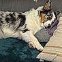 dog, sleeping, couch, pillow, blanket, toy, rope_toy, fur, pet, resting, indoor, cozy, relaxed, canine, white, black, brown, ears, nose, paw