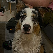Ambre participe au concours pour gagner de l'argent avec cette photo : dog, wet_fur, indoor, pet, animal, closeup, furry, brown, white, black, ears, nose, person_arm, floor, carpet, footwear, table, couch, tattoo, relaxed