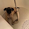 animal, bath, bathroom, bathtub, canine, closeup, cute, dog, expression, floor_mat, indoor, looking_up, pet, pug, showerhead, small_dog, water, water_stream, wet, white