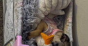 Medusa is registered to the contest to win money with this photo: animal, bed, blanket, carpet, comfort, cozy, cute, dog, furry, gray, indoor, pet, pink, plush_toy, puppy, resting, sleeping, soft, stuffed_animal, toy