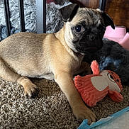 Medusa joined the competition — help win amazing prizes! puppy, dog, pug, pet, toy, plush_toy, carpet, paw, bed, blanket, food_bowl, metal_bowl, indoor, face, looking_at_camera, cute, furniture, closeup, playtime, brown_coat