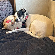 Kilo Aka Ki Hon Solo is registered to the contest to win money with this photo: animal, bed, blanket, canine, collar, comfort, cozy, cute, dog, domestic, indoor, patterned_pillow, pet_hair, plush_pillow, relaxed, resting, sleepy, snuggling, white_wall, wood_furniture