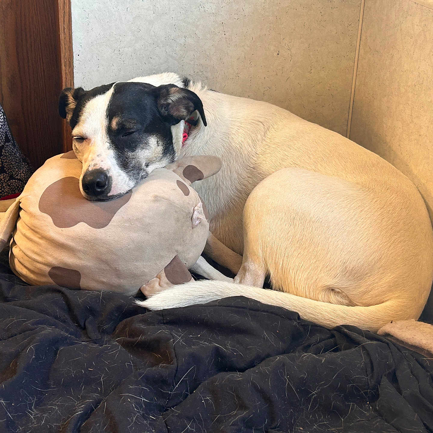 Kilo Aka Ki Hon Solo joined the competition — help win amazing prizes! animal, black_spots, blanket, calm, companion, corner, cozy, cute, dog, domestic, fur, fur_texture, indoor, pet, plush_toy, relaxing, resting, sleeping, soft, white