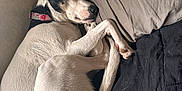 Kilo Aka Ki Hon Solo joined the competition — help win amazing prizes! animal, bed, black, blanket, canine, collar, comfort, cozy, cute, dog, fur, home, indoor, peaceful, pet, pillow, relaxed, resting, sleeping, white