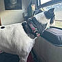 animal, black_and_white, collar, colorful_collar, curious, cushion, daylight, dog, domestic, furniture, house, indoor, light, looking_out, pet, resting, side_view, skull_art, wall_art, window
