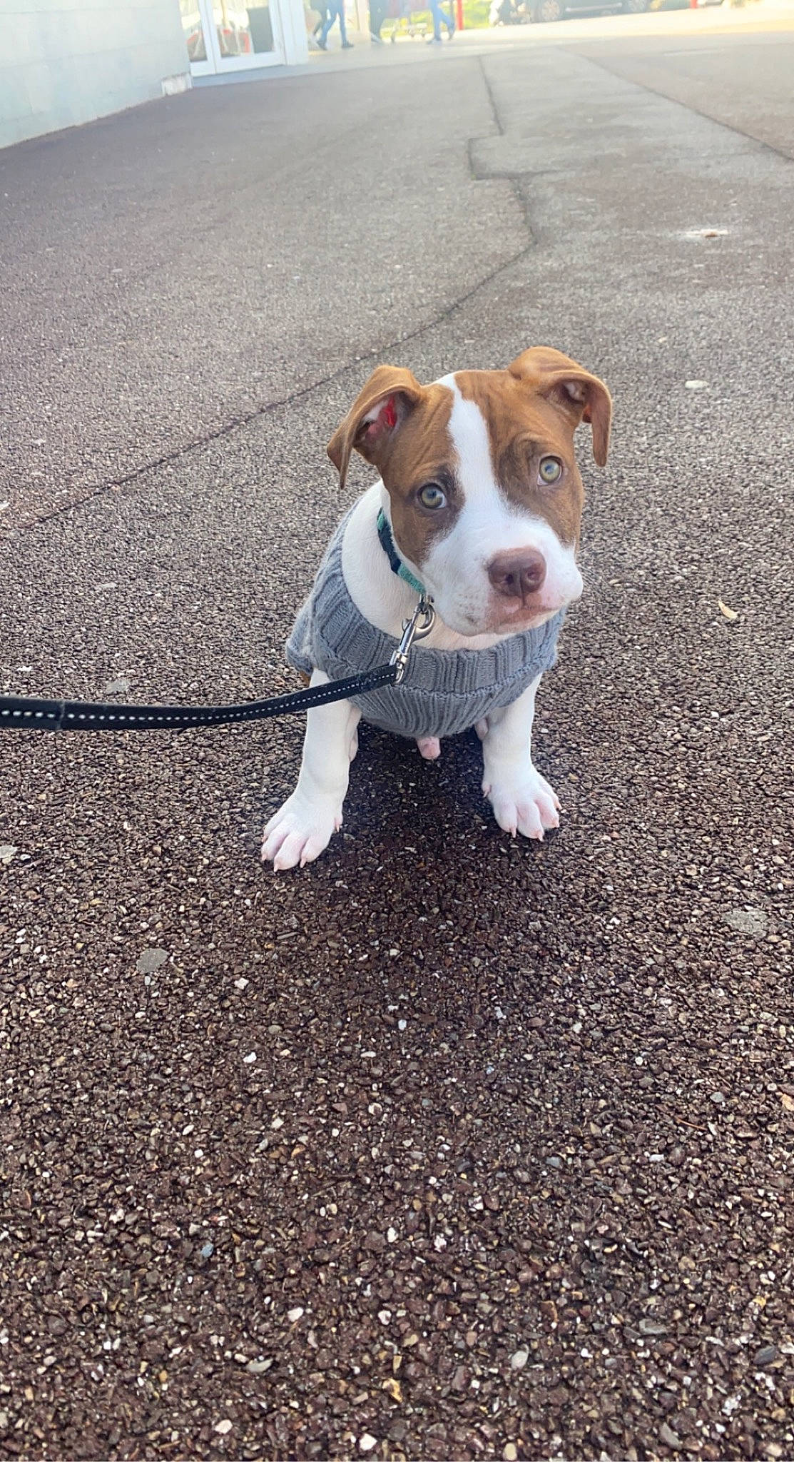 Lyo participe au concours pour gagner de l'argent avec cette photo : asphalt, canidae, carnivore, collar, companion_dog, dog, dog_breed, fawn, hunting_dog, non_sporting_group, paw, road_surface, sidewalk, snout, soil, sporting_group, tail, tar, walking, whiskers