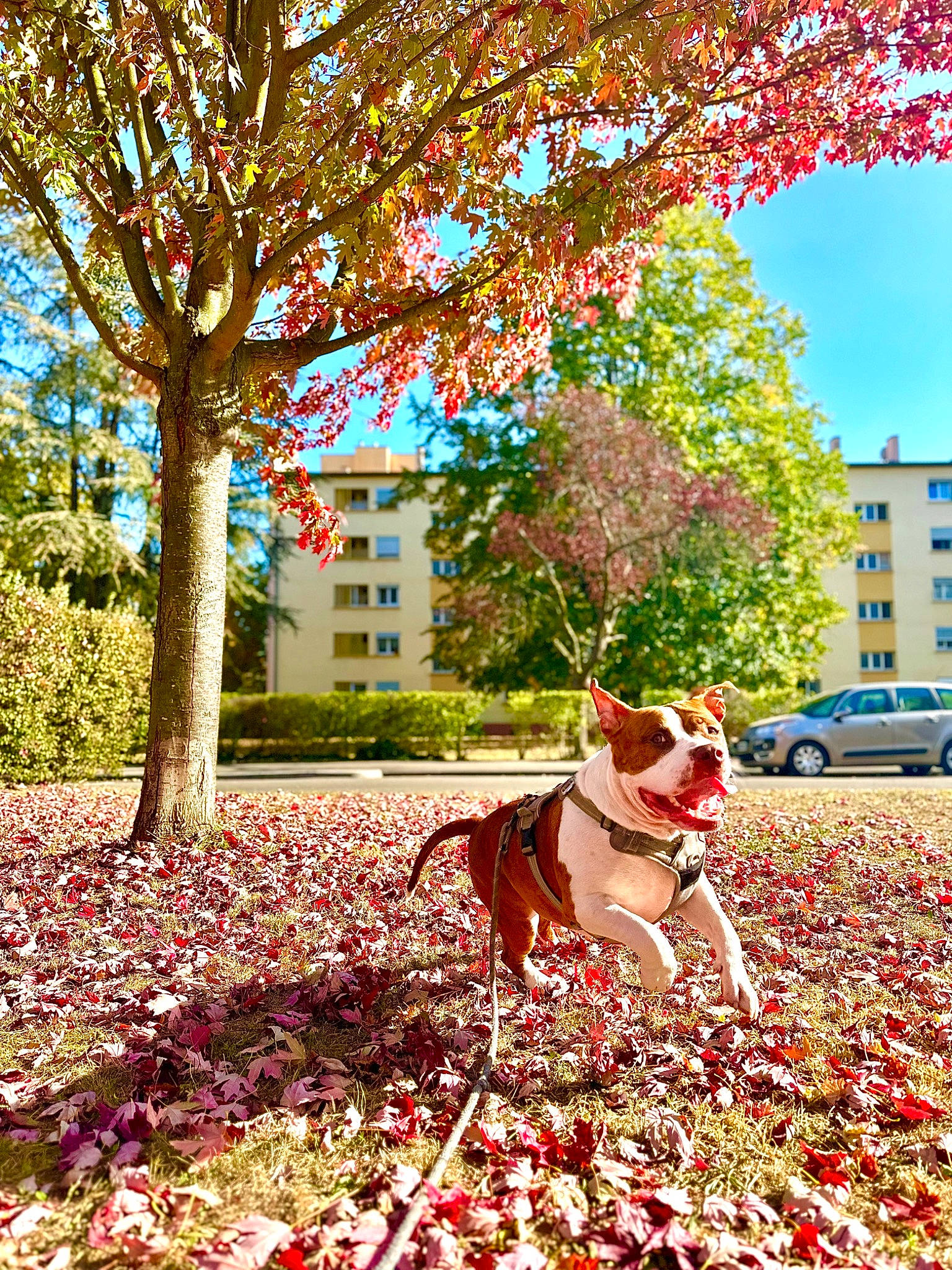 Lyo a rejoint le concours — aidez-le/la à gagner de superbes lots ! branch, building, carnivore, deciduous, dog, fawn, grass, green, house, leaf, nature, people_in_nature, plant, red, sky, sunlight, tints_and_shades, tree, window, woody_plant