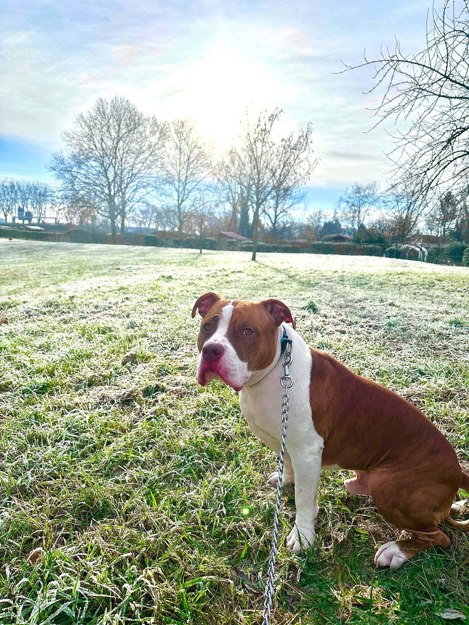 Lyo a rejoint le concours — aidez-le/la à gagner de superbes lots ! canidae, carnivore, cloud, collar, companion_dog, dog, dog_breed, dog_collar, fawn, grass, grassland, landscape, meadow, pasture, plant, prairie, sky, sporting_group, tree, working_animal