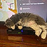 Fiona joined the competition — help win amazing prizes! cat, device, digital_clock, electronics, emoji, fluffy, furniture, gaming, gray, hashtags, indoor, pet, relaxing, roblox, samsung, sleeping, text_overlay, tv_screen, white, wooden_dresser