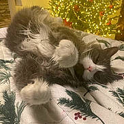 Fiona is registered to the contest to win money with this photo: bedspread, belly_up, blanket, cat, christmas_tree, cozy, decorations, feline, festive, fluffy_cat, gray_cat, holiday, holiday_decor, indoor, lights, lying_down, ornaments, pet, relaxed, white_cat