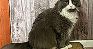 Fiona is registered to the contest to win money with this photo: animal, cardboard, carpet, cat, cozy, domestic, ears, feline, fluffy_cat, fur, gray_cat, indoor, looking_at_camera, pet, scratcher, sitting, tail, whiskers, white_cat, wood_paneling