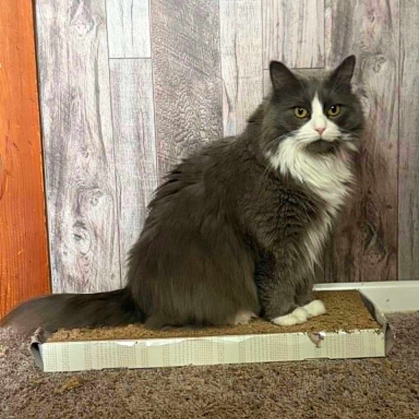 Fiona