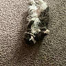 Fiona joined the competition — help win amazing prizes! animal, black_and_white, carpet, cat, cozy, cute, domestic, feline, fluffy, fur, indoor, lying_down, mammal, paws, pet, relaxed, resting, sleepy, soft, whiskers