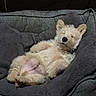 puppy, dog, pet, bed, relaxed, fluffy, light_color, furry, indoor, cozy, sleepy, canine, animal, cute, resting, comfort, soft, small_dog, couch, nap