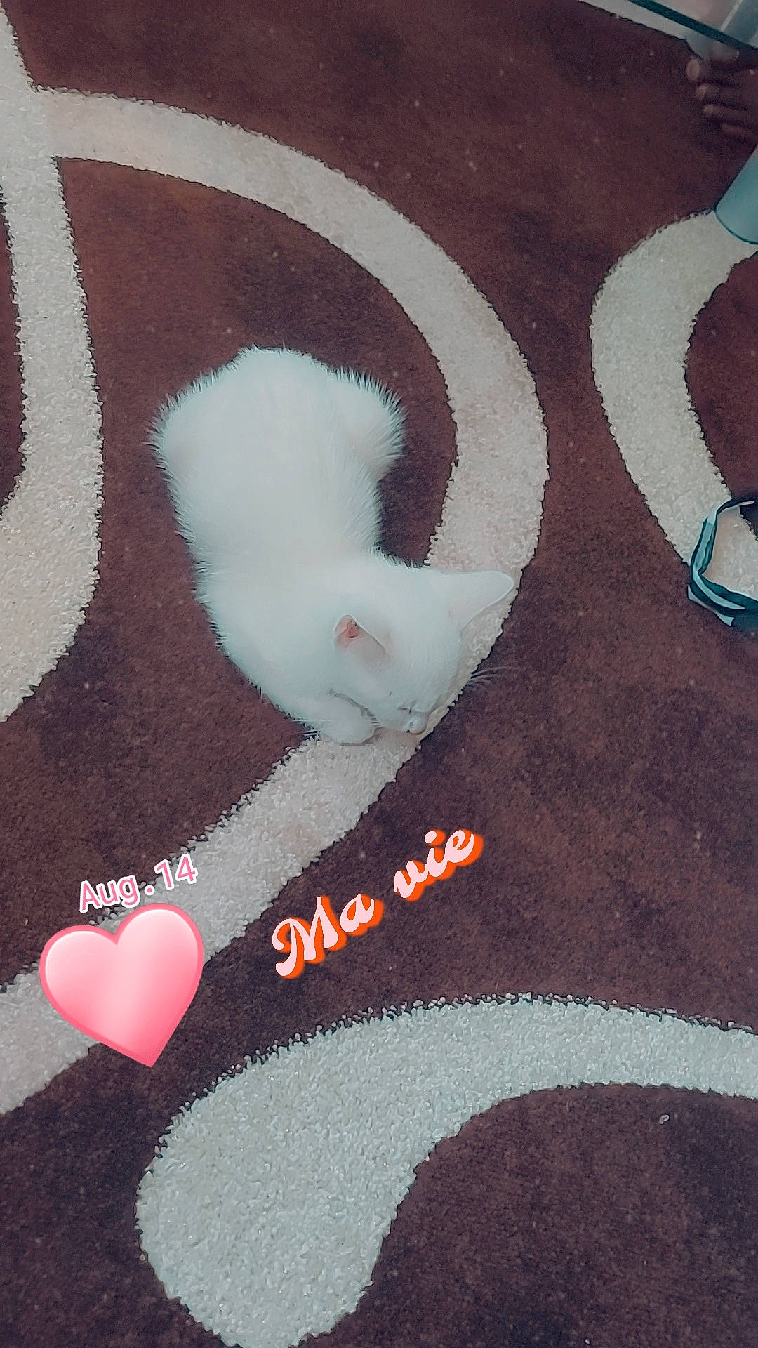 Lila participe au concours pour gagner de l'argent avec cette photo : cap, carmine, fashion_accessory, flooring, font, fur, fur_clothing, grey, headgear, heart, linens, magenta, outerwear, pattern, t_shirt, textile, thread, wool, woolen, woven_fabric