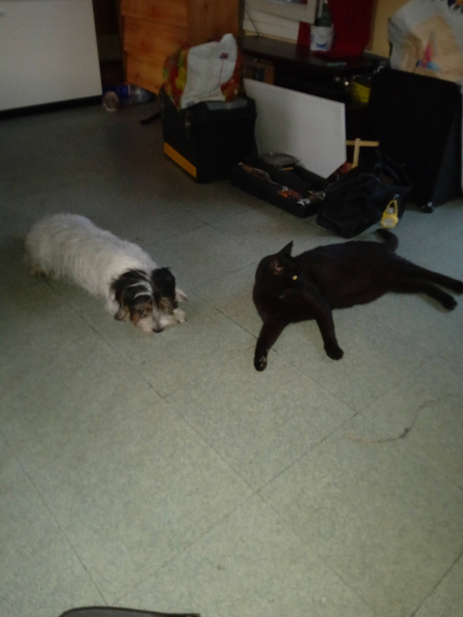 Peps participe au concours pour gagner de l'argent avec cette photo : carnivore, cat, comfort, companion_dog, dog, dog_breed, fawn, felidae, floor, flooring, grey, hardwood, mammal, picture_frame, small_to_medium_sized_cats, sporting_group, tail, toy_dog, vertebrate, wood