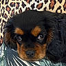 Bug participe au concours pour gagner de l'argent avec cette photo : puppy, dog, close_up, black_and_tan, cushion, leopard_print, pattern, fur, cute, pet, animal, portrait, face, resting, indoor, texture, soft, looking, eyes, adorable