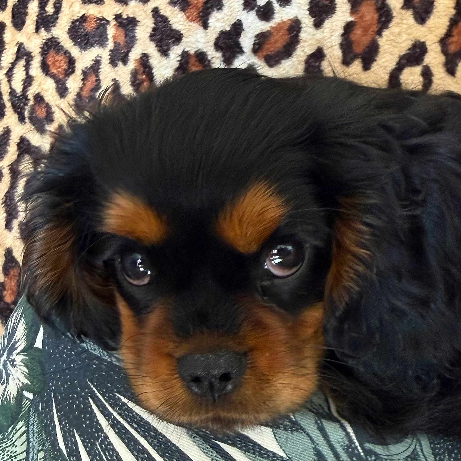 Bug participe au concours pour gagner de l'argent avec cette photo : puppy, dog, close_up, black_and_tan, cushion, leopard_print, pattern, fur, cute, pet, animal, portrait, face, resting, indoor, texture, soft, looking, eyes, adorable
