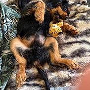 Bug a rejoint le concours — aidez-le/la à gagner de superbes lots ! dog, puppy, black, tan, lying_down, chewing, toy, crocheted_toy, blanket, cozy, fur, pet, cute, playful, indoor, resting, animal, canine, soft, relaxed