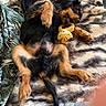 dog, puppy, black, tan, lying_down, chewing, toy, crocheted_toy, blanket, cozy, fur, pet, cute, playful, indoor, resting, animal, canine, soft, relaxed