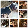 dog, pit_bull, indoor, floor, cage, collage, close_up, pet, animal, canine, expression, lying_down, standing, paws, fur, collar, tile_floor, bed, blanket, home