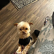 Bruno joined the competition — help win amazing prizes! animal, black_outfit, checkered_pattern, clothing, companion, cozy, cute, dog, floor, fluffy_fur, indoor, looking_up, pants, patterned_rug, paws, person, pet, rug, small_dog, wooden_floor