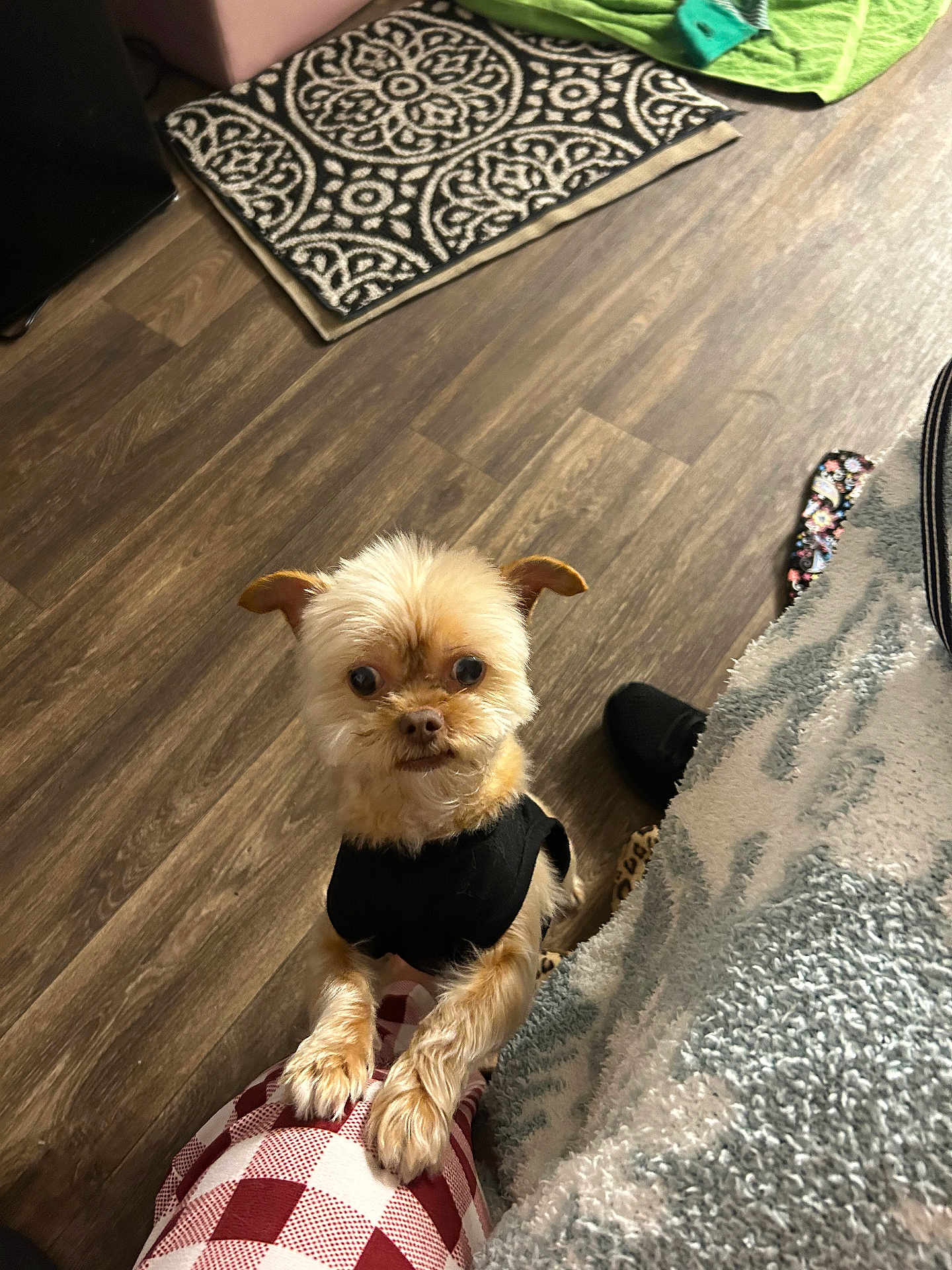 Bruno